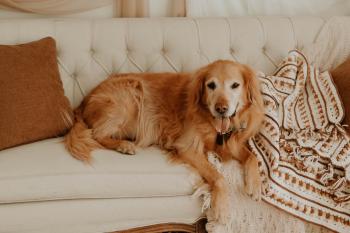 Dr. Spencer Reid